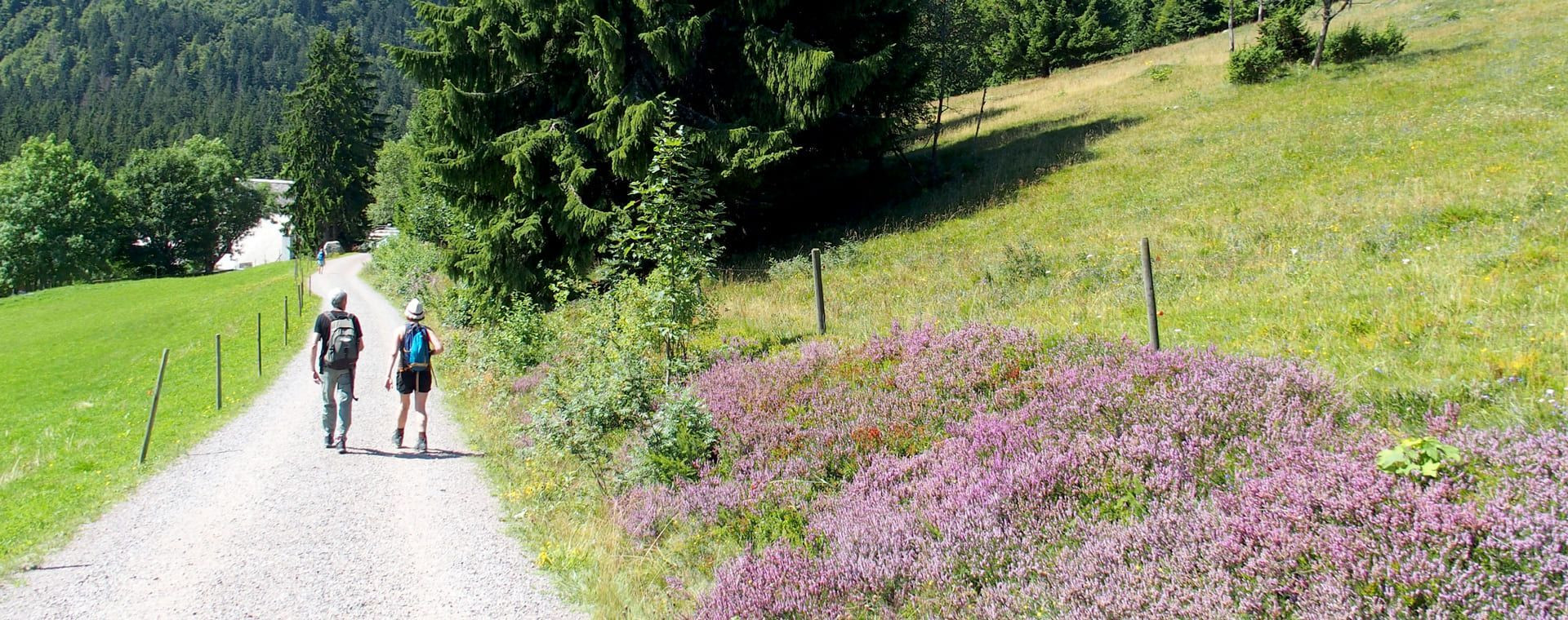 Hikers on a heather-lined trail - Black Forest, Germany