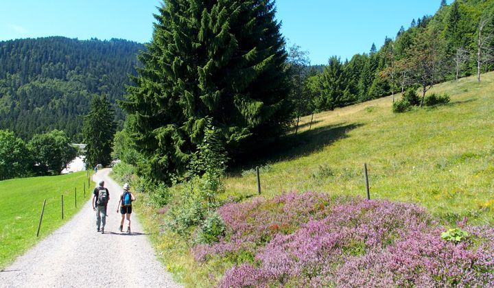 Hikers on a flowering trail in Germany's Black Forest