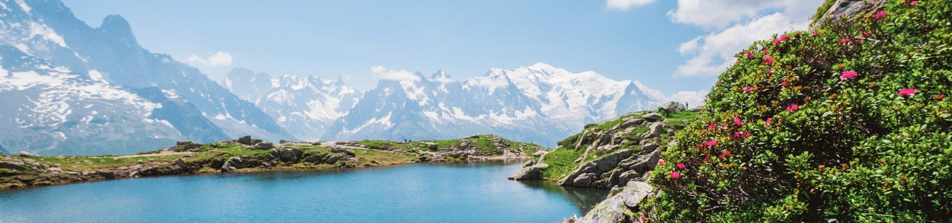 Mountain lake and alpenrose facing Mont Blanc - Alps - France