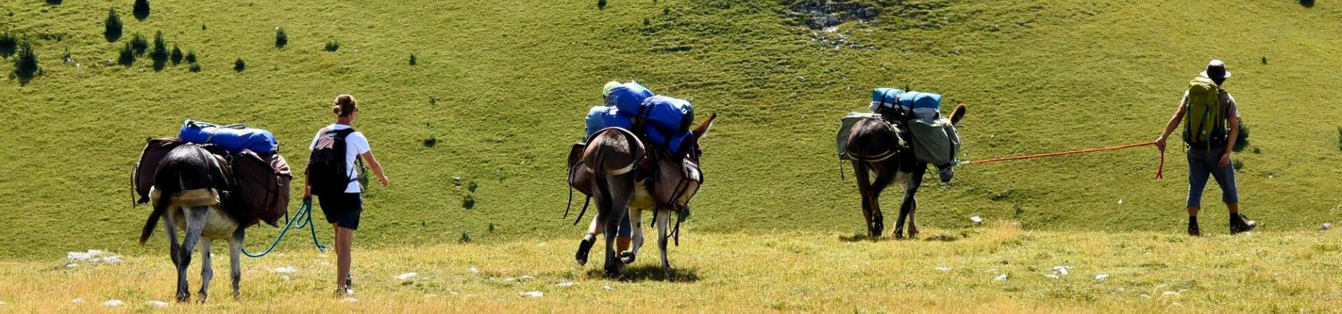Donkey walking holidays in France: organised trips and holidays