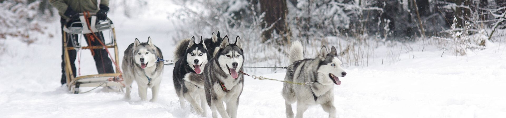 The most beautiful dog sledding holidays in France and Europe in 2027