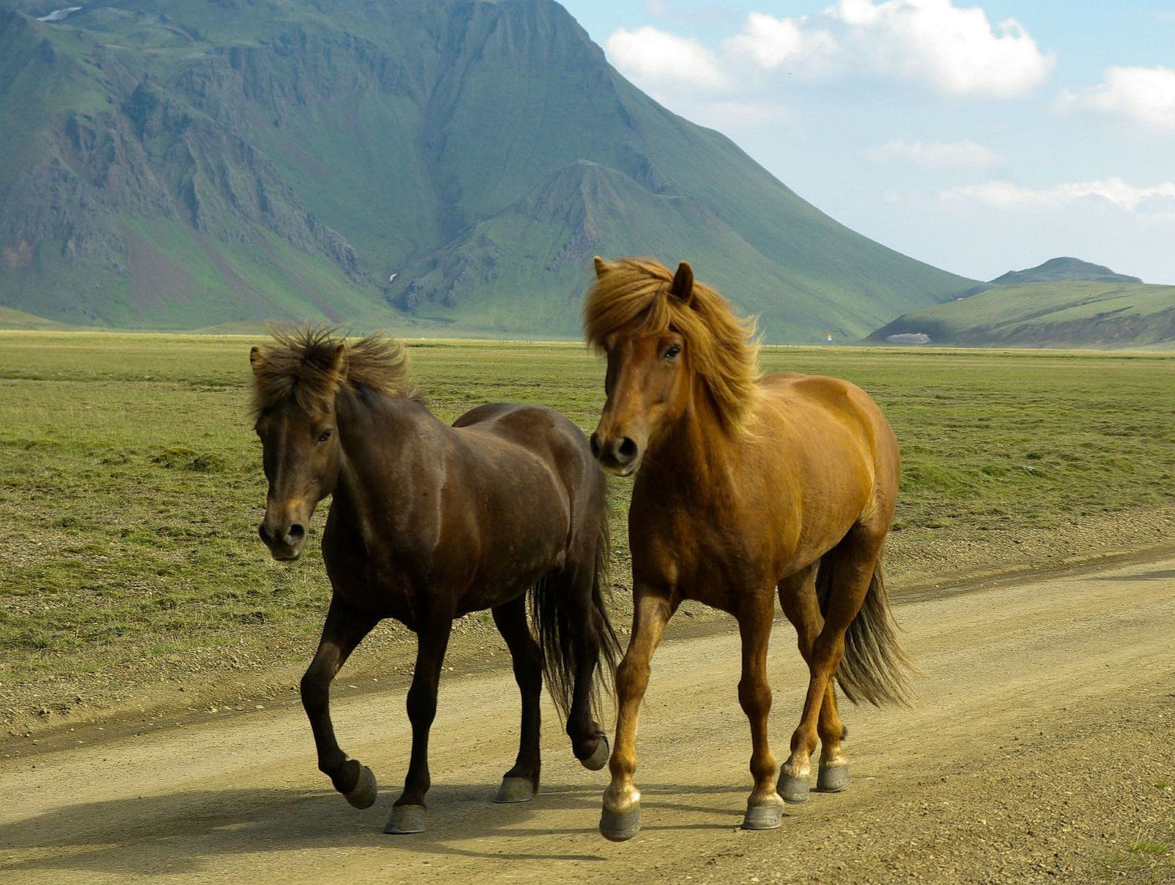 Icelandic horses