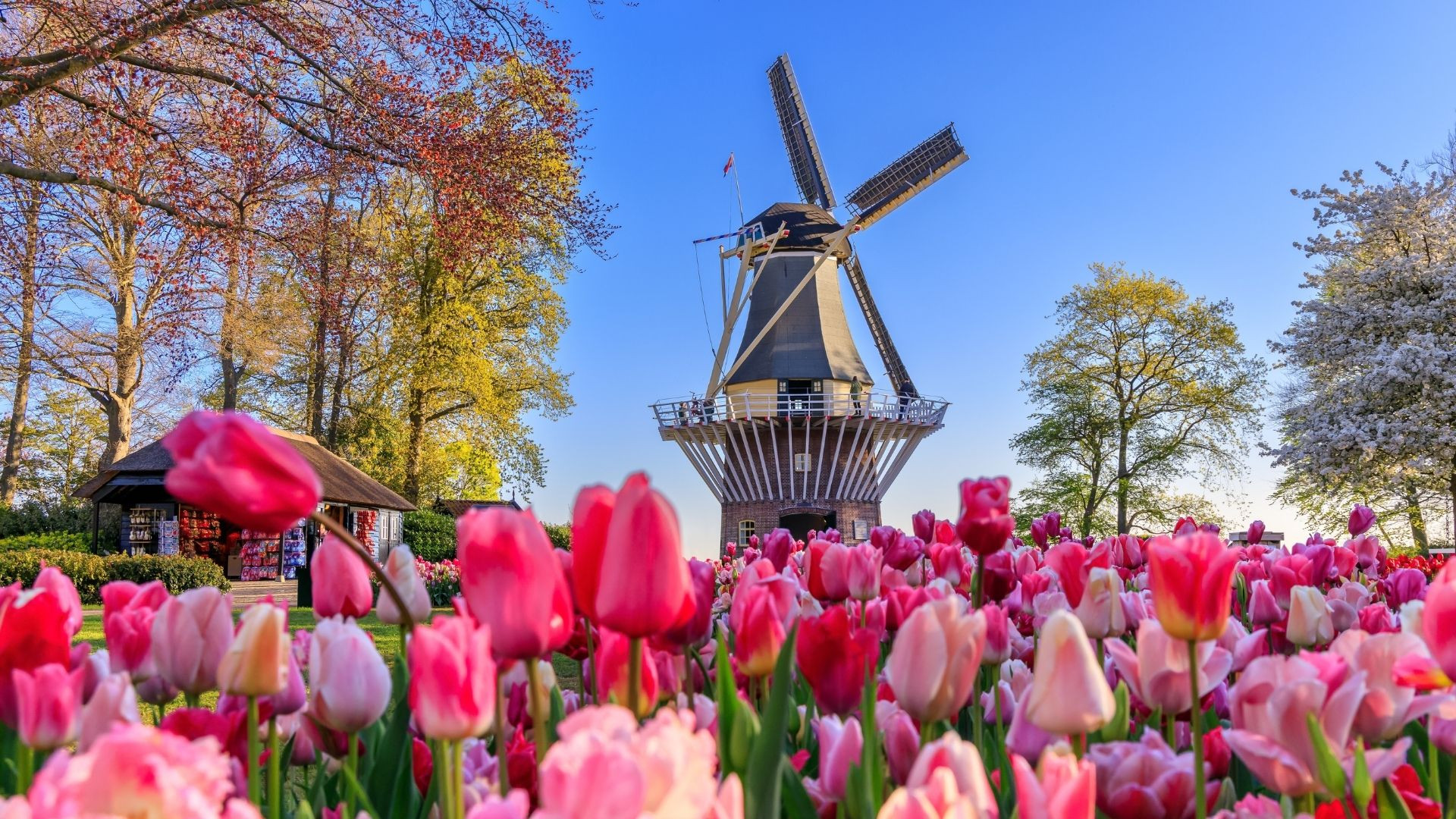 Windmill and tulip field - Keukenhof - Netherlands