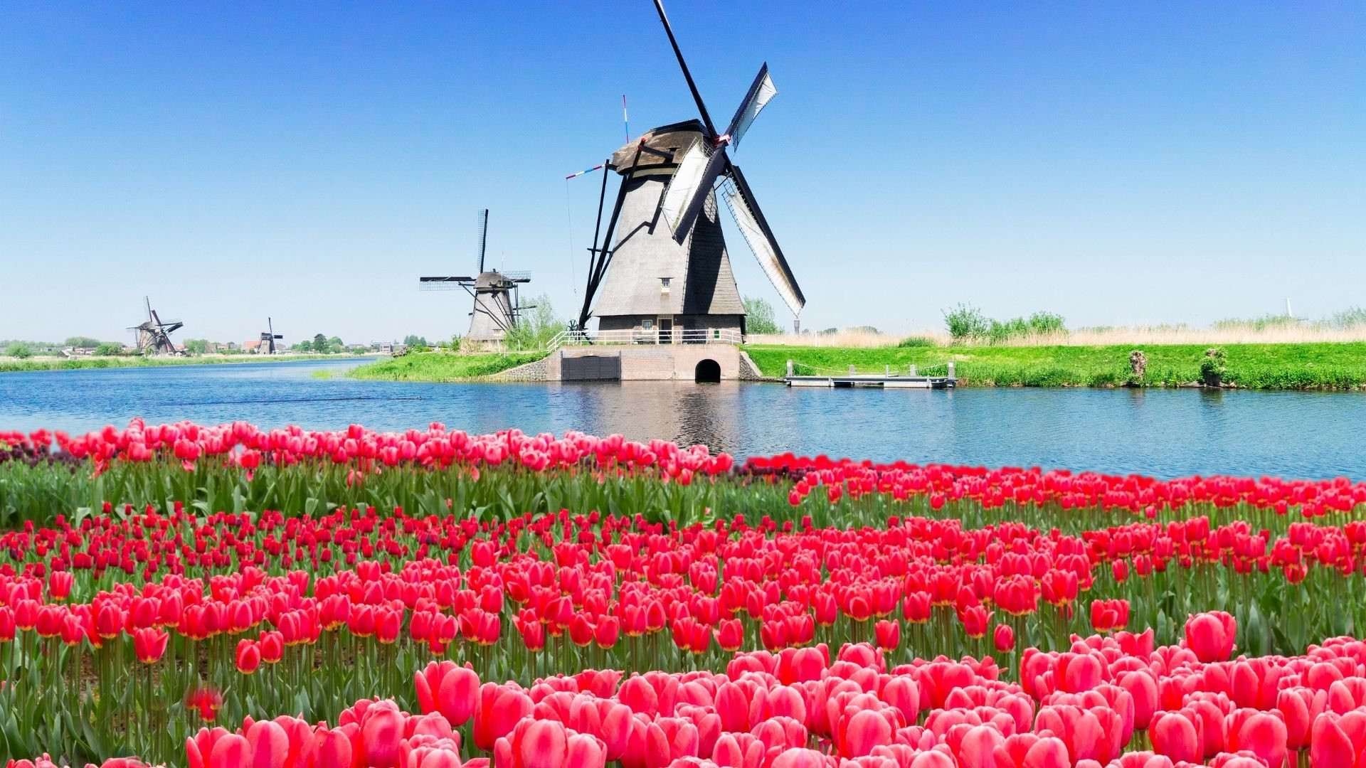 Windmills and tulip field at Kinderdijk - Holland - Netherlands