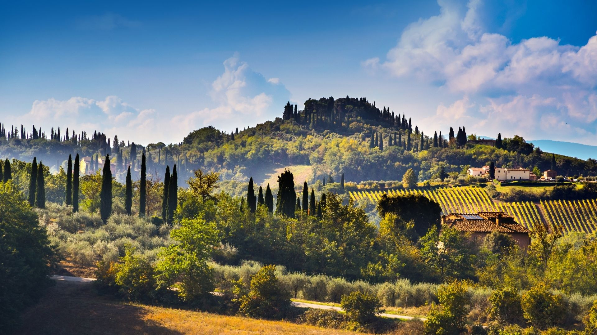 Tuscan hills, cypresses and vineyards - Tuscany - Italy