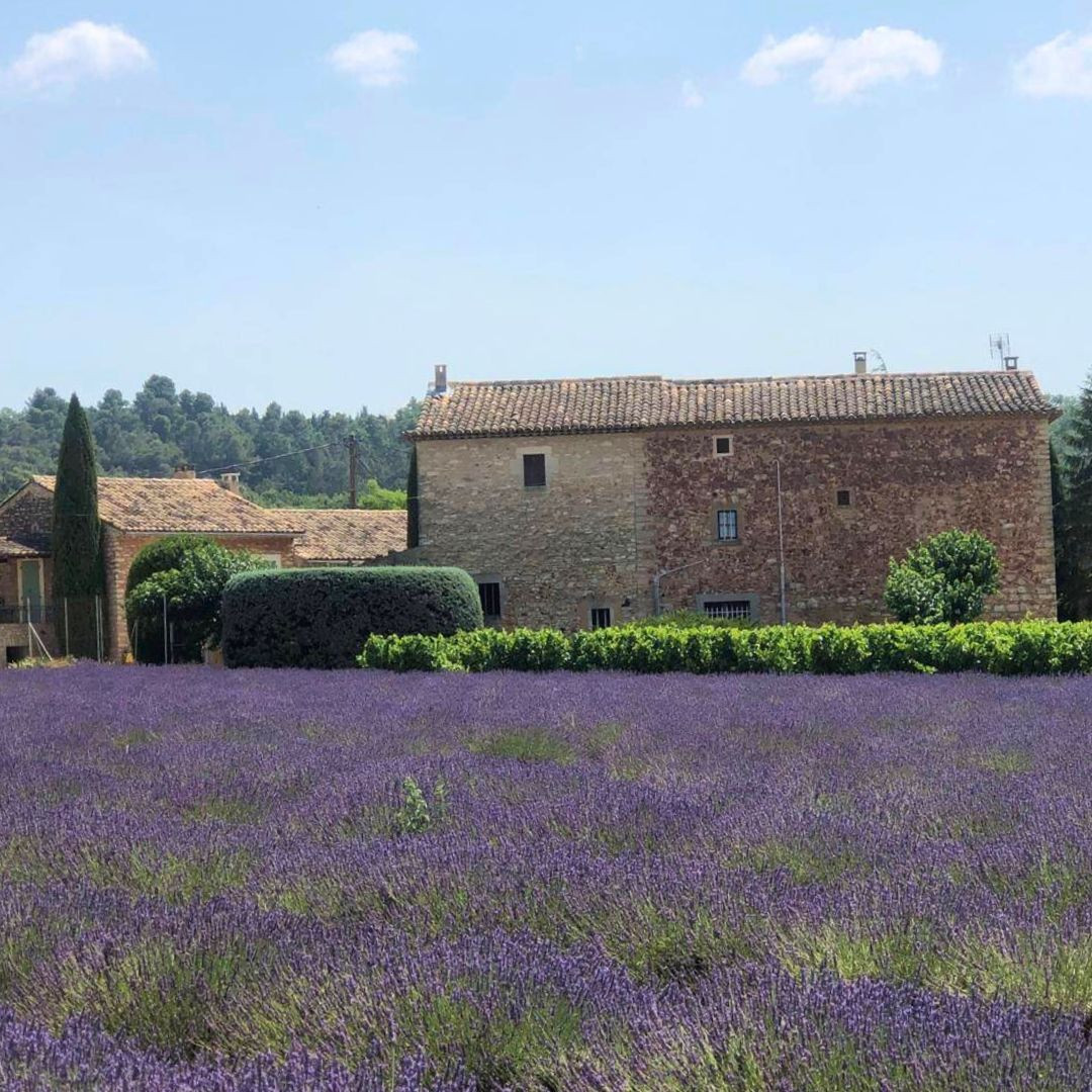 Day 4 - Lavender field on the road © Charlotte Laventureux