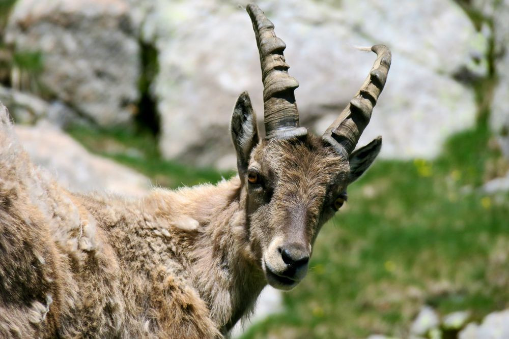 © François Ribard Young male ibex near Col de Fenestre © François Ribard