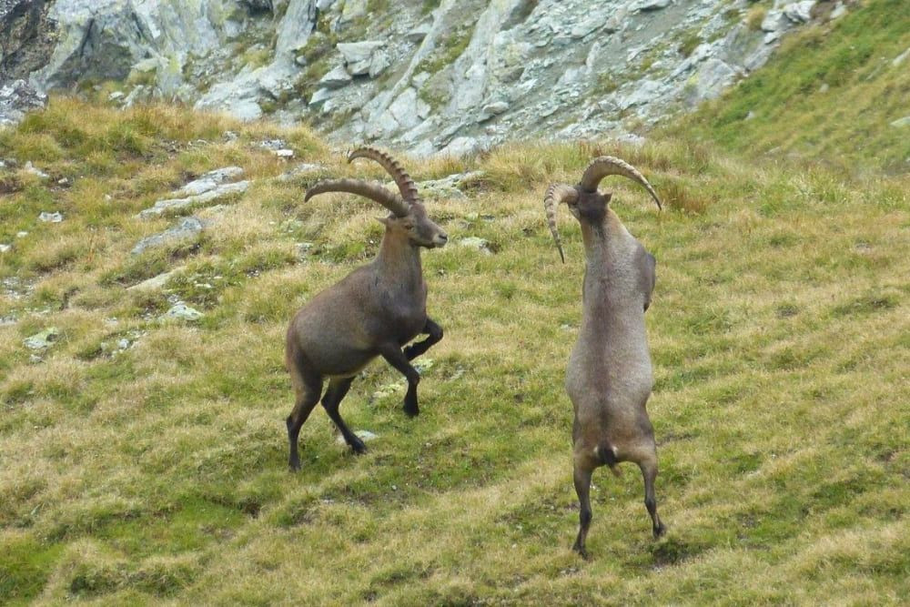 © Laurent Comte Young male ibex © Laurent Comte