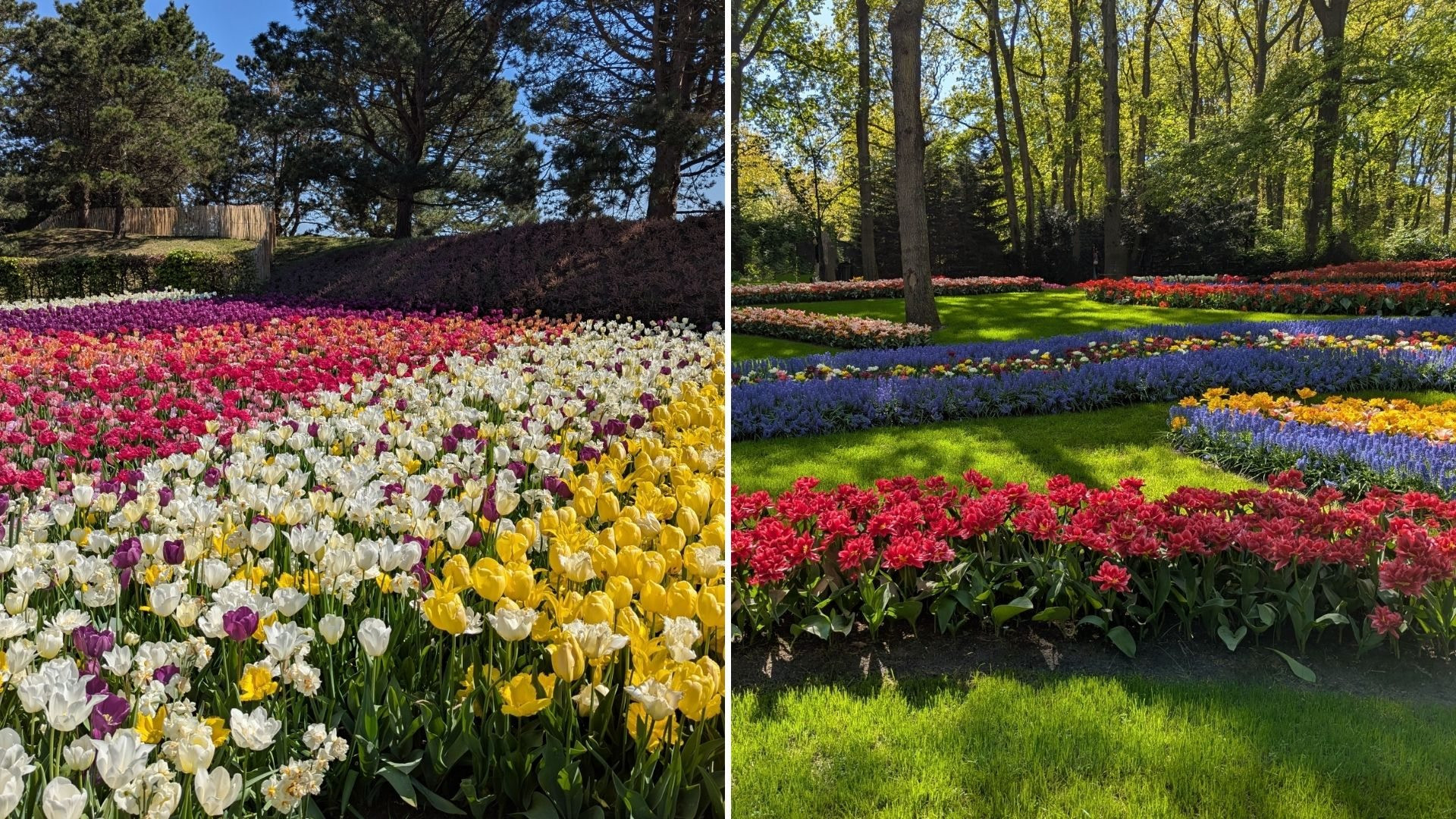 Keukenhof photo 2 article Elodie Amsterdam
