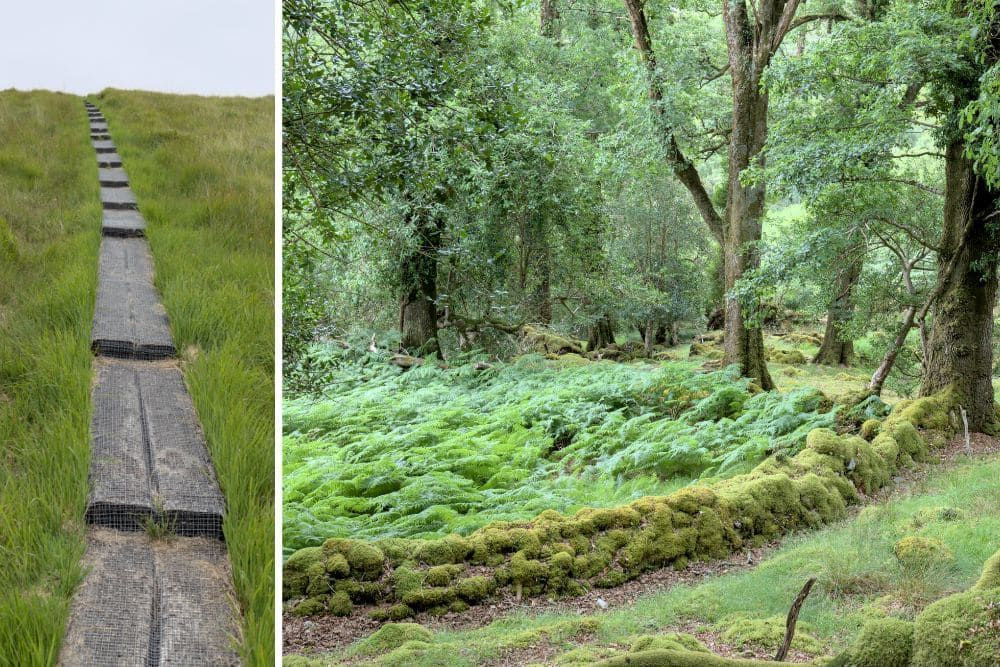 Trail and woodland in Killarney National Park © Dominique Boyer