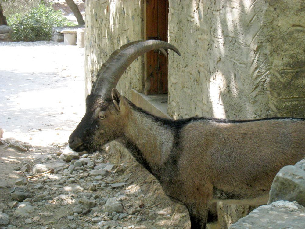 A young male Kri-Kri at the abandoned village of Samaria in Crete