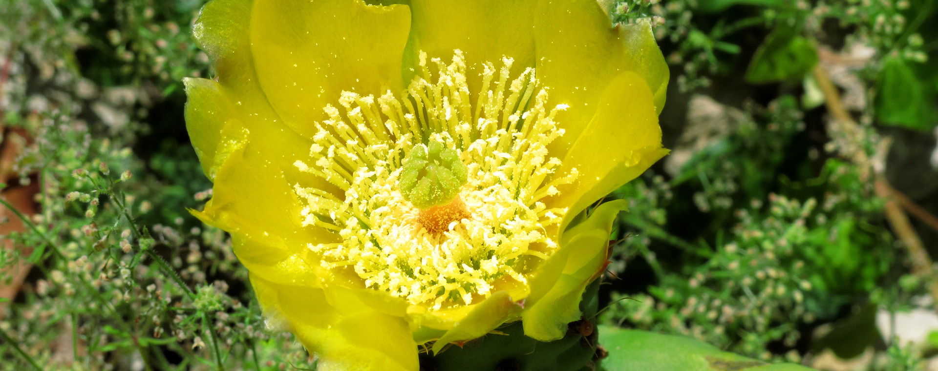 The flower of a prickly pear cactus
