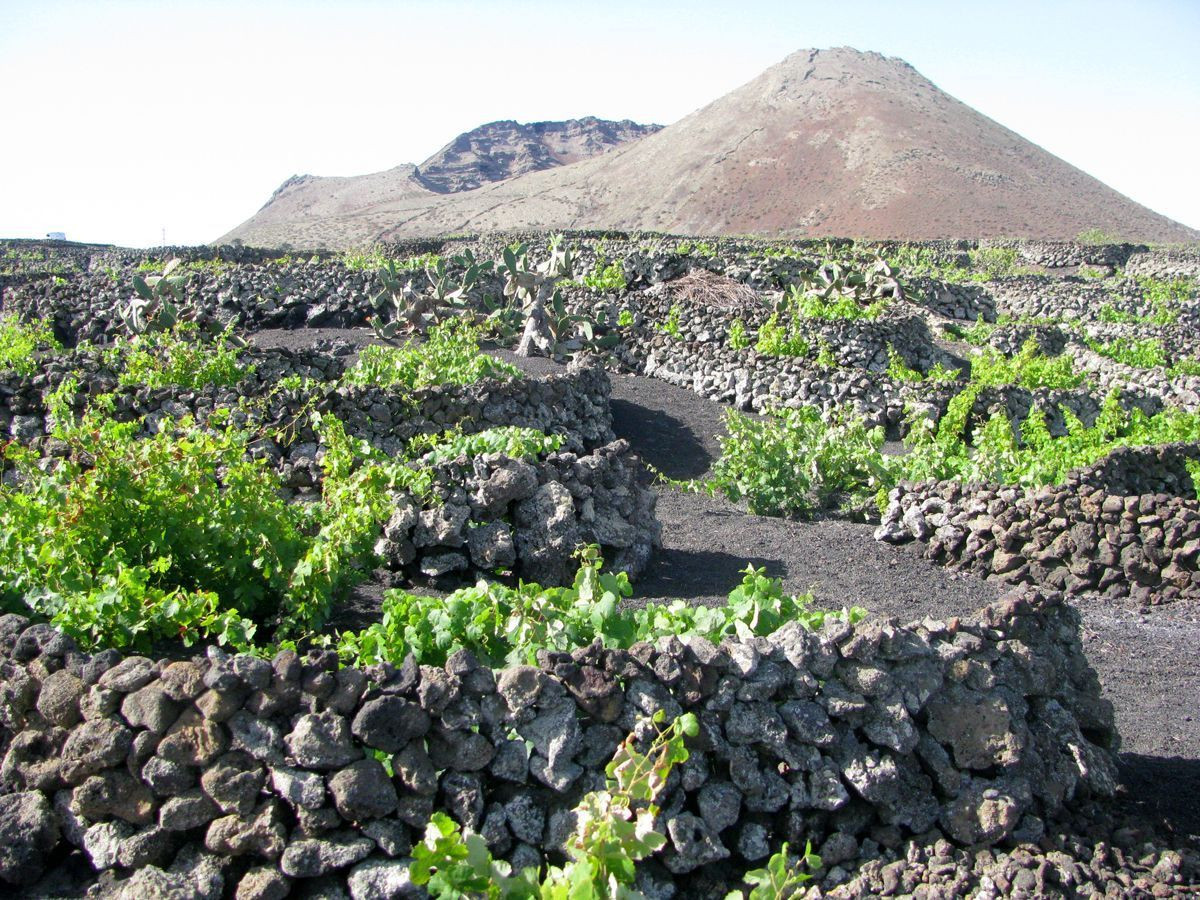 A little greenery at the foot of the volcano: vines sheltered from the wind by low lava walls