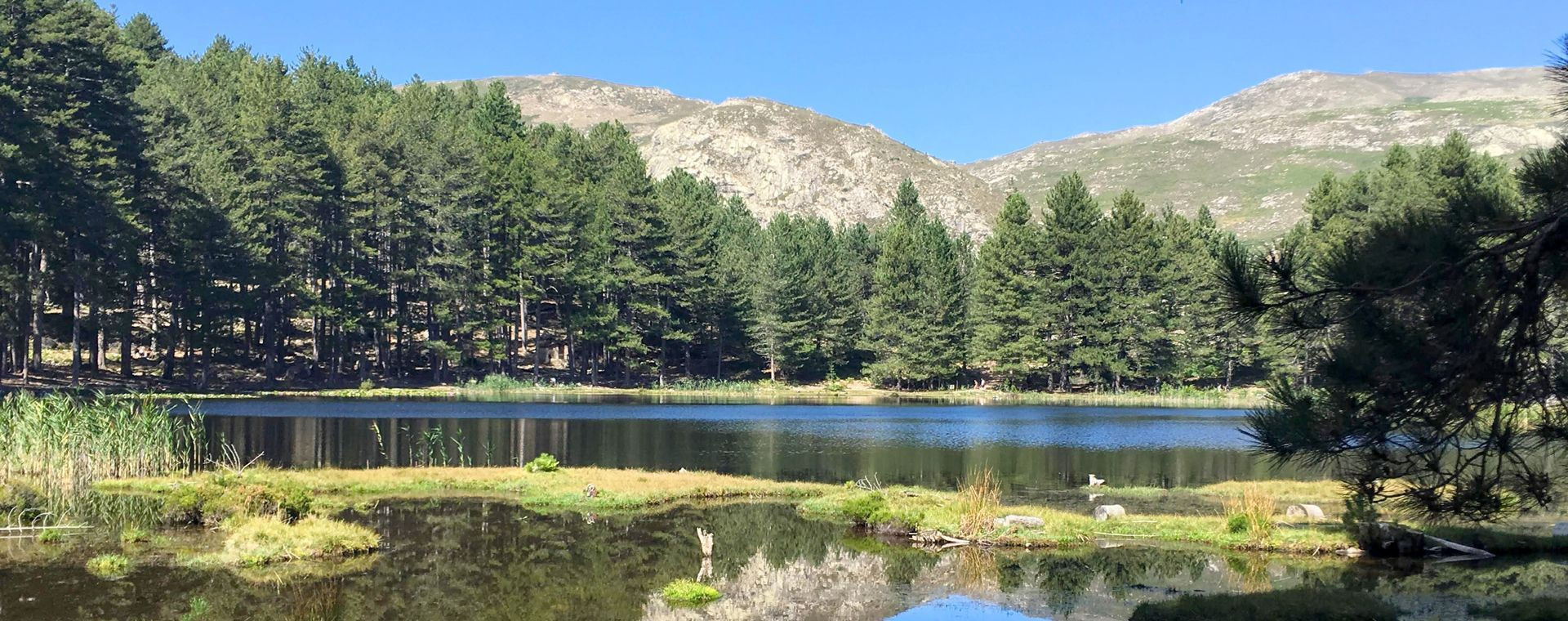 Lake Creno surrounded by laricio pines - Corsica - France