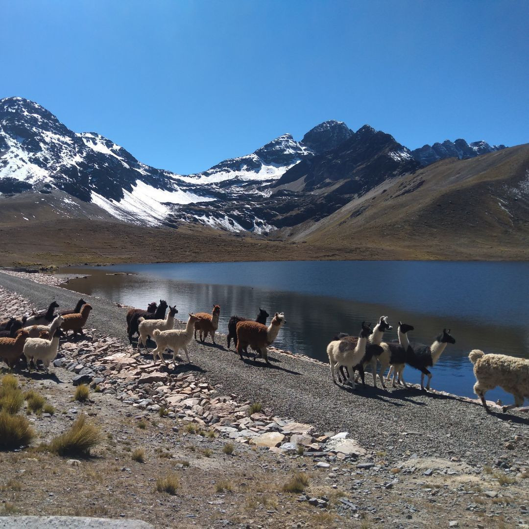 Encountering numerous llamas in the Cordillera Real © Guillaume Lorimier