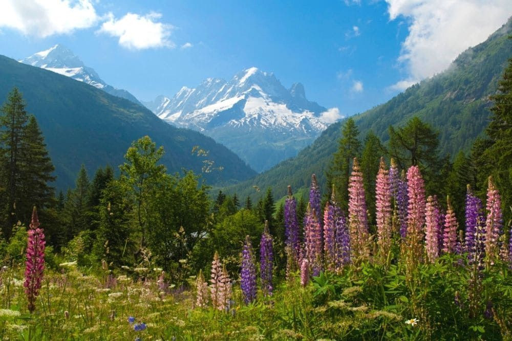 © A. Le Goff Flower-filled landscape on the Tour du Mont Blanc