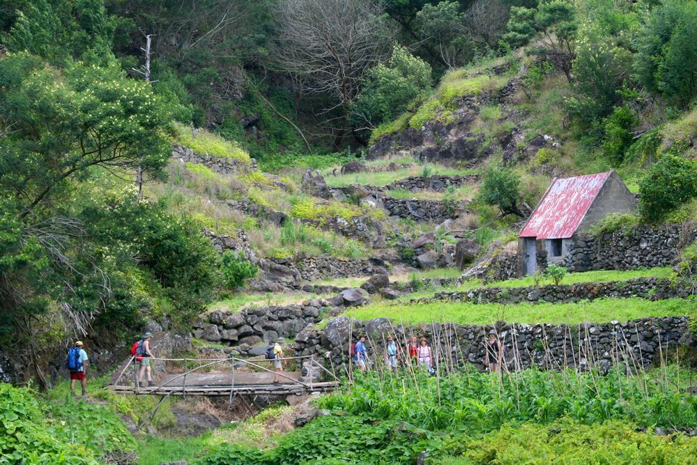 Madeira, mimosa levada © François Ribard