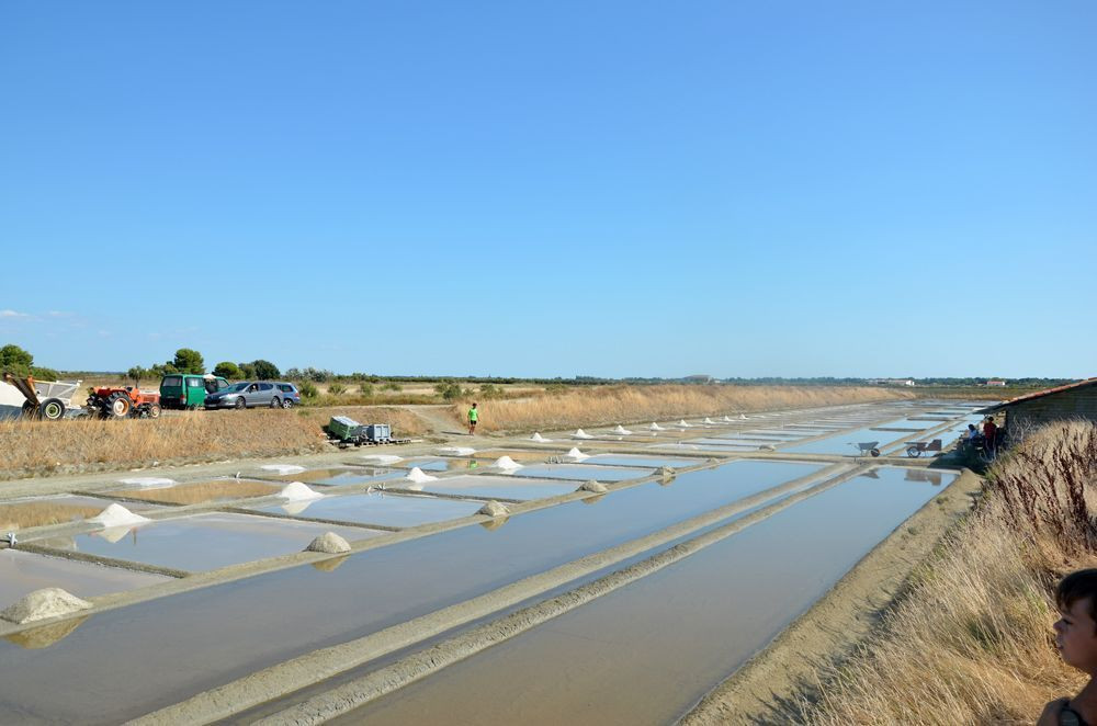 Salt marsh near Loix on Île de Ré