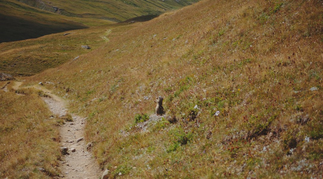 marmot Vanoise trek