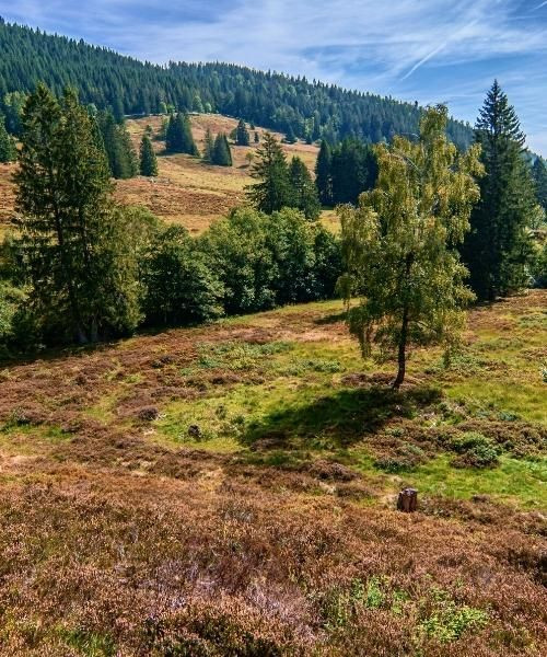Menzenschwand