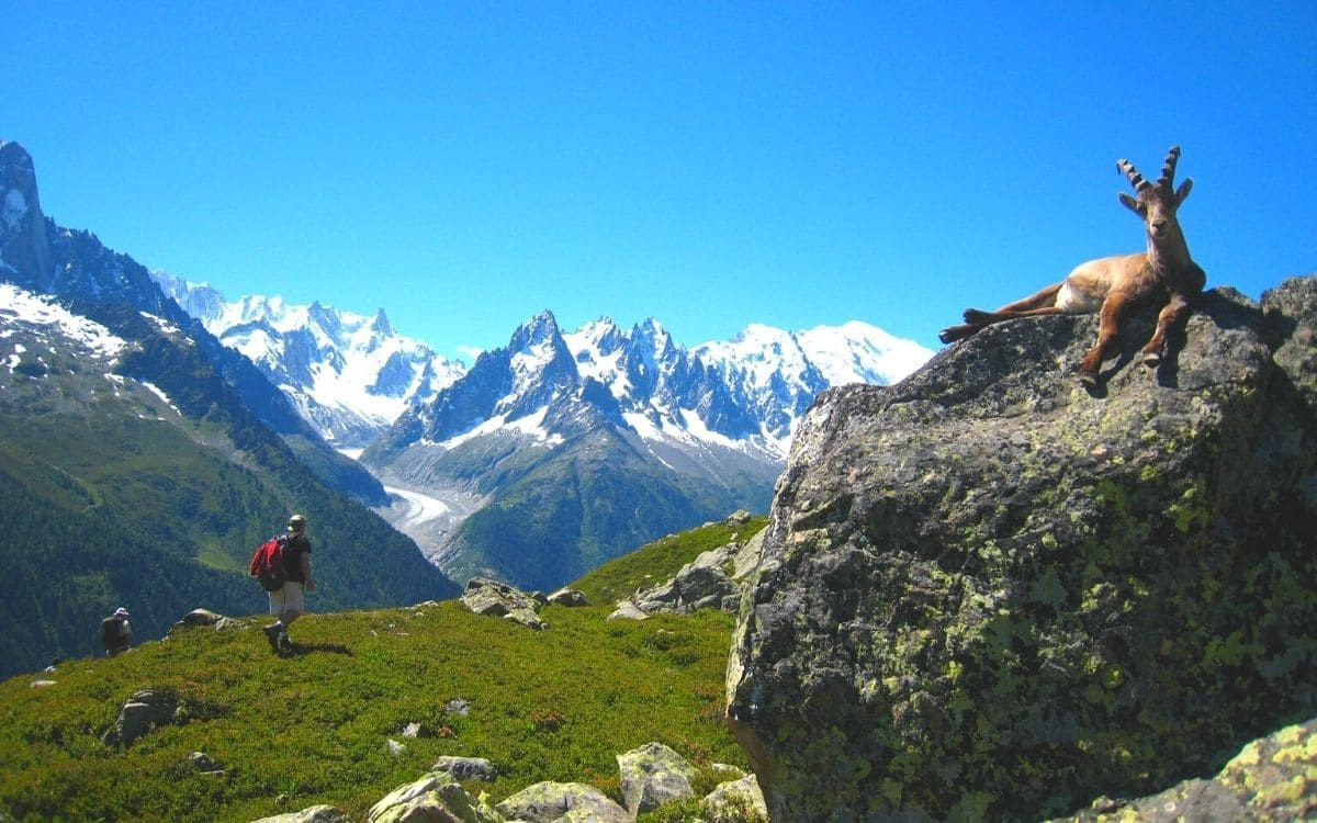 © François Ribard Le mont Blanc, vu des aiguilles Rouges
