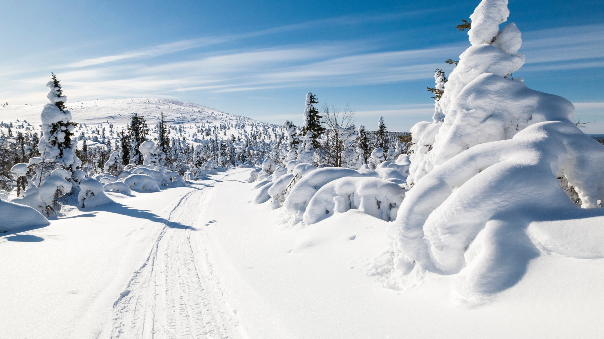 Snow-covered trail and frosted spruces - Lapland - Finland