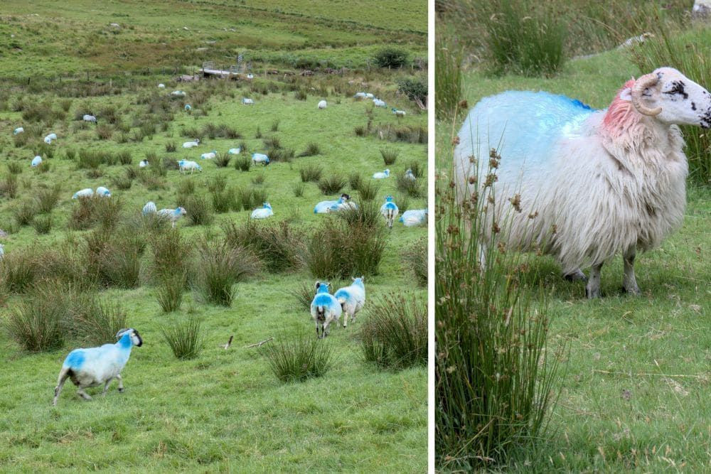 Colourful sheep in Ireland © Dominique Boyer