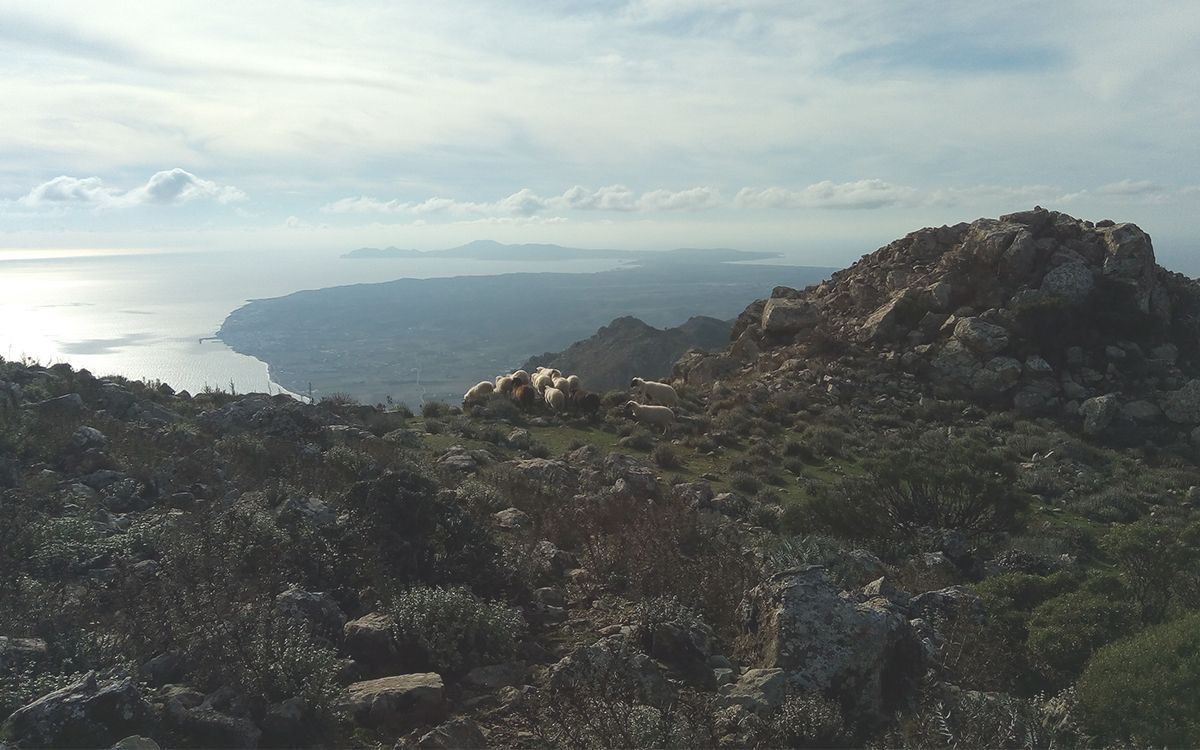 Sheep on a mountain slope