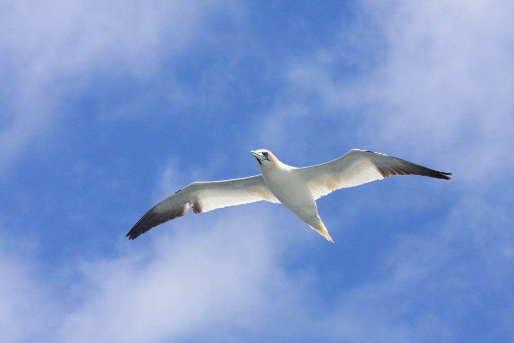 Northern Gannet
