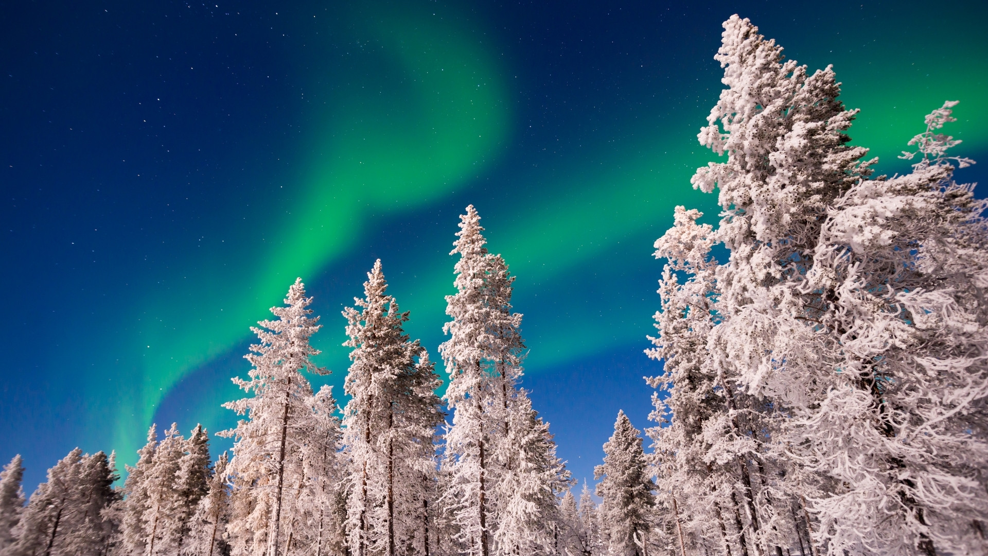 Northern lights above snow-covered pine trees - Lapland