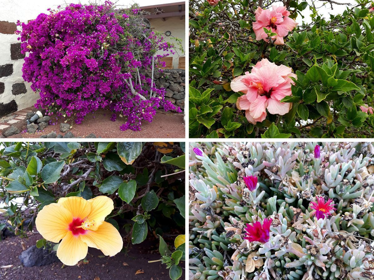 Our accommodation at Lotus Del Mar. Such beautiful colours right outside our door! Bougainvillea, hibiscus, Malephora crocea, etc...