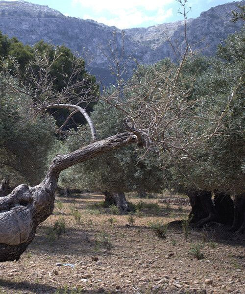 Old olive trees of the Serra de Tramuntana on the GR221 - Mallorca - Spain