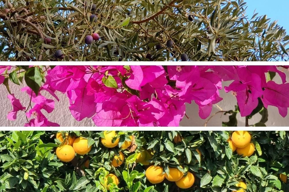 © Anne-Marie Billault Olivier, bougainvilliers et oranges © Anne-Marie Billault
