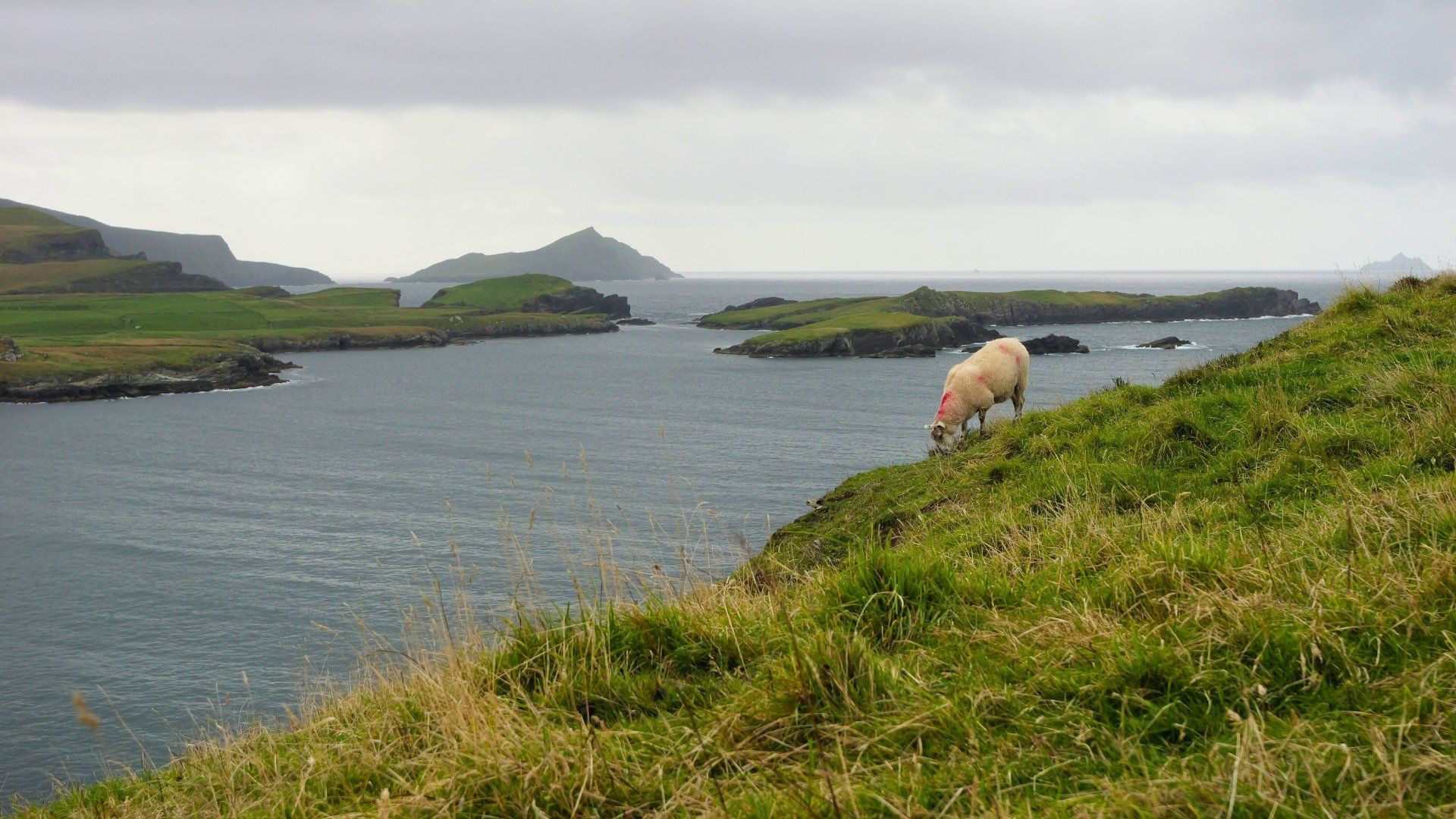 Sheep on the Ring of Kerry coastline - Ireland