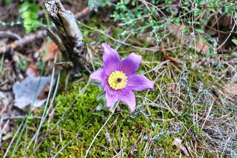 A pasqueflower on the Tarn and Jonte Gorges walk © Claire Durot