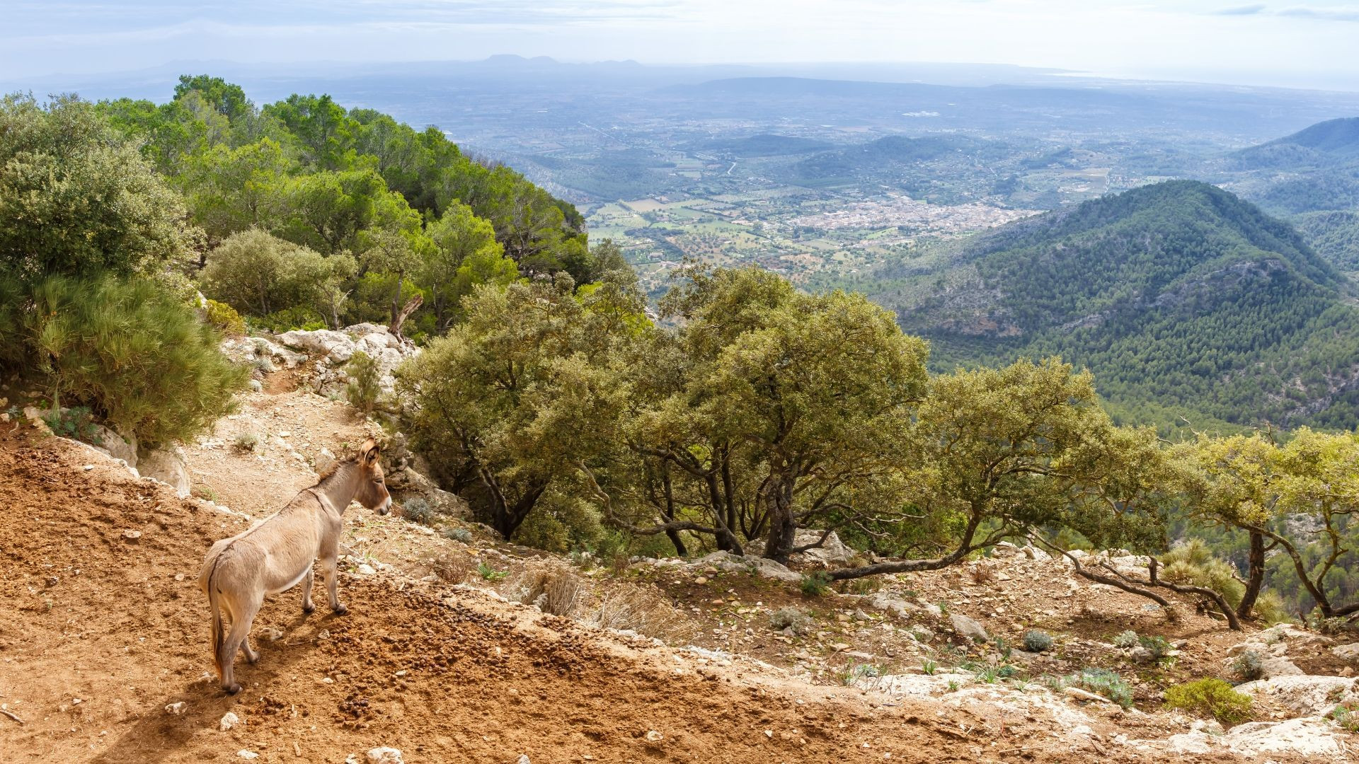 Path to Castell d'Alaro castle - Mallorca - Spain