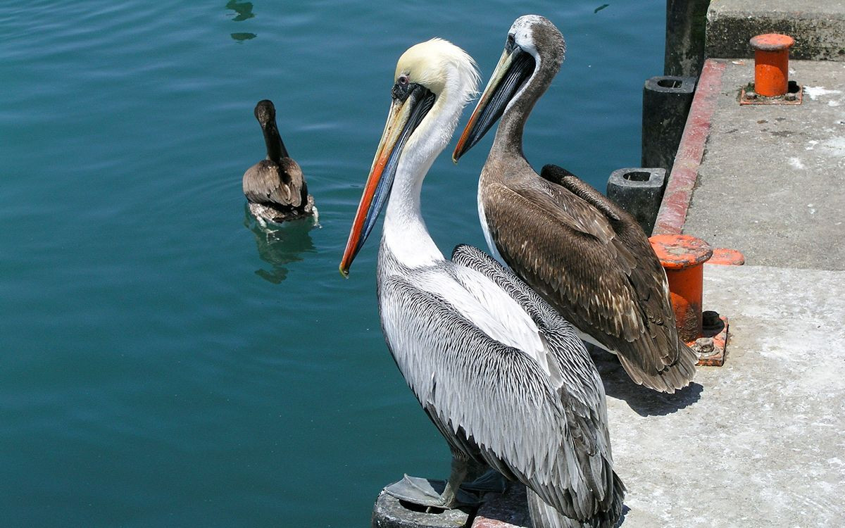 Pélicans