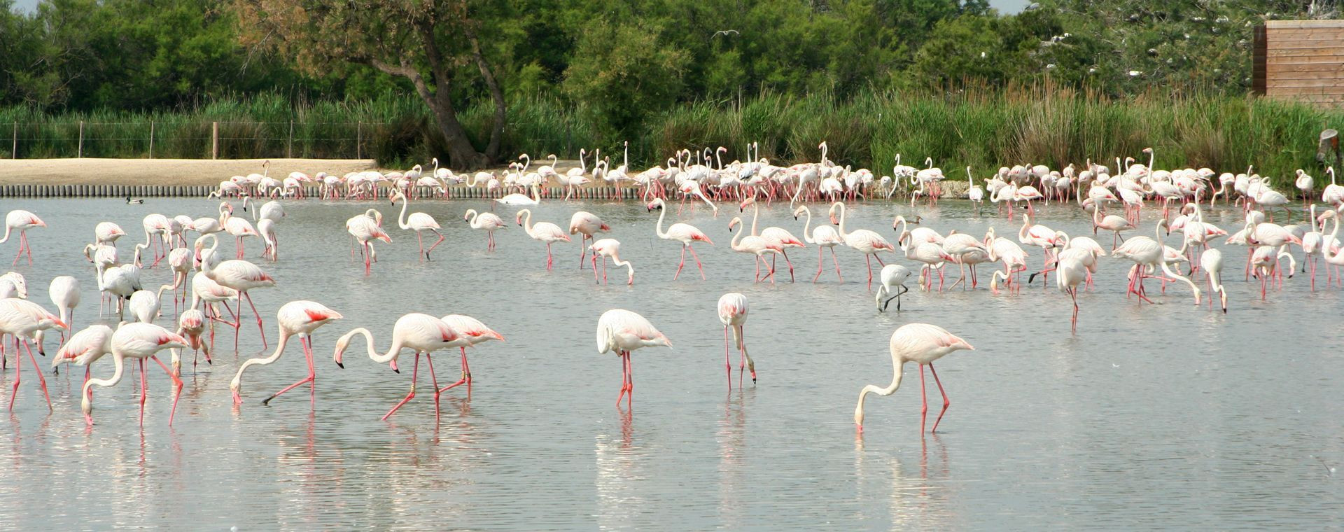 Pink flamingos in a lagoon - Camargue - Provence, France
