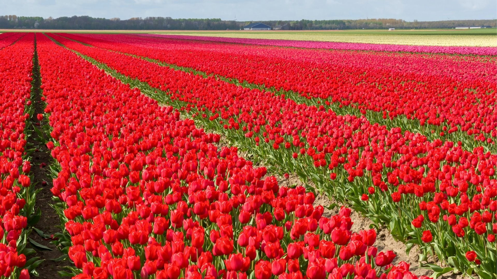 most beautiful Netherlands tulip parks in Bollenstreek
