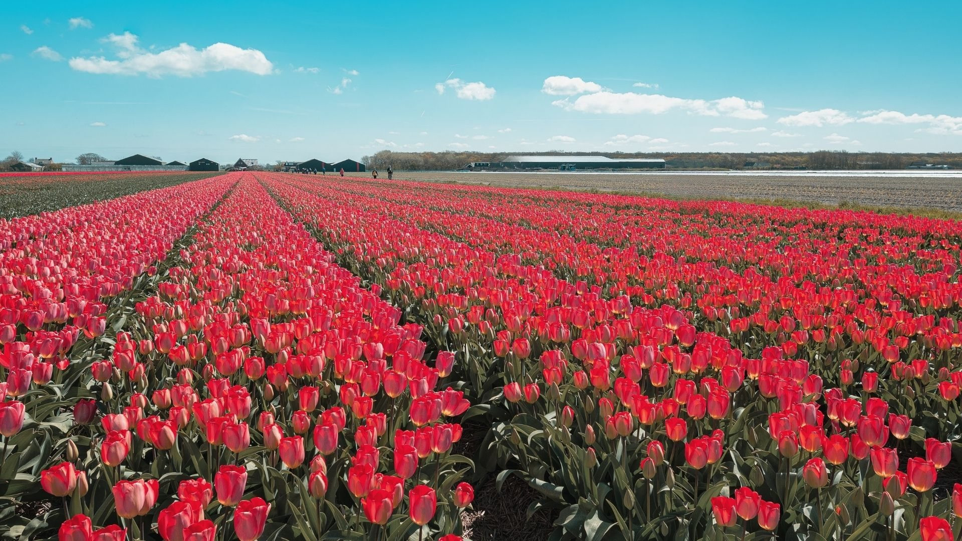 most beautiful Netherlands tulip parks in Kop van Noord-Holland