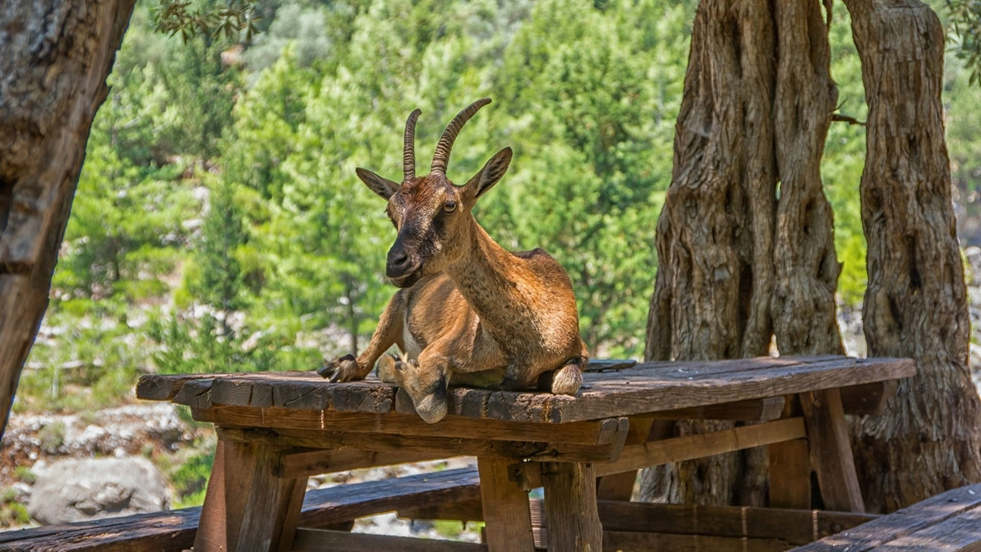 most beautiful landscapes of Crete Kri-Kri goat