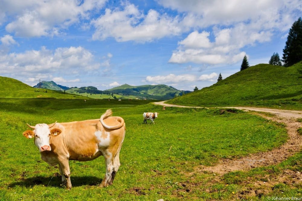 Postalm alpine pasture © Johannes Braun