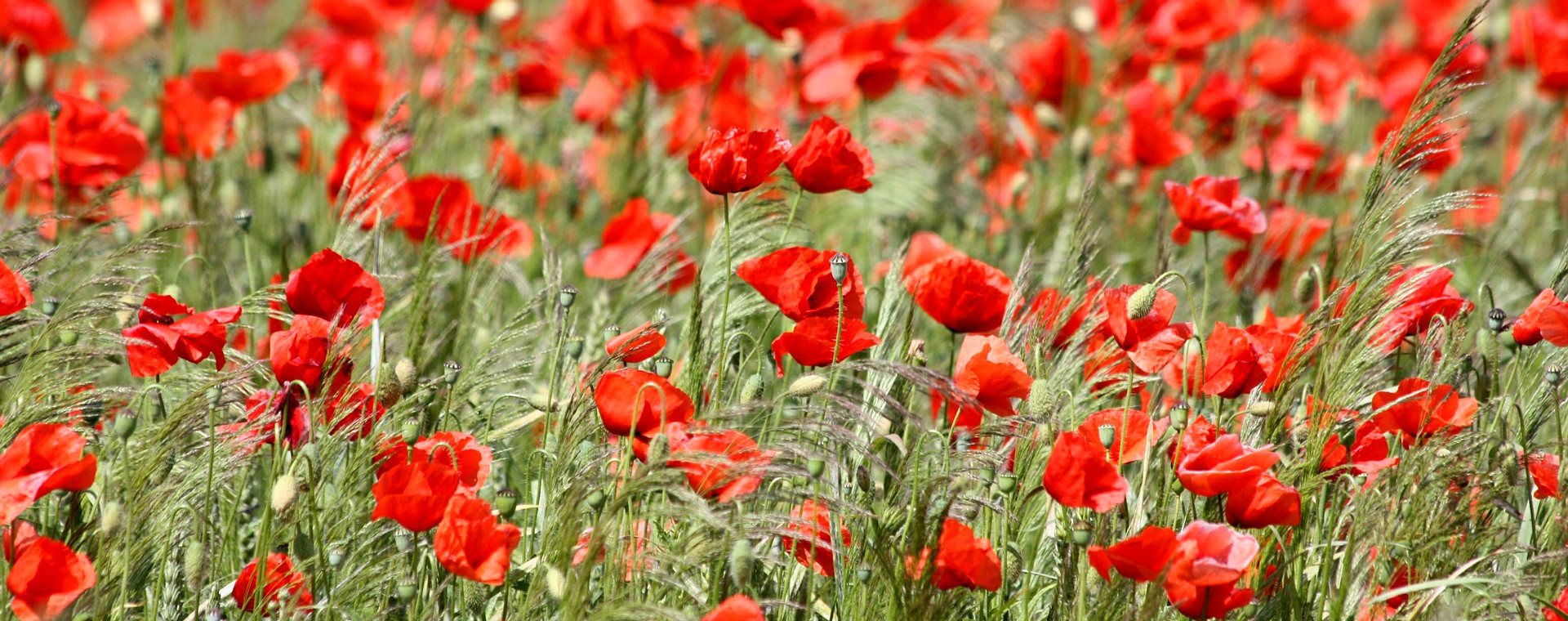Poppies