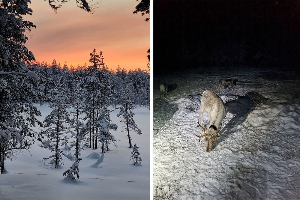 Visiting the reindeer after a beautiful sunset