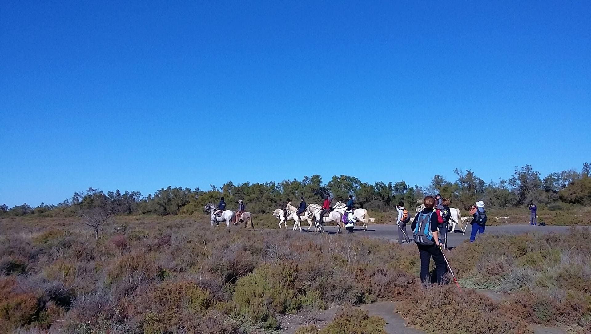 Riders on white horses - Camargue - France