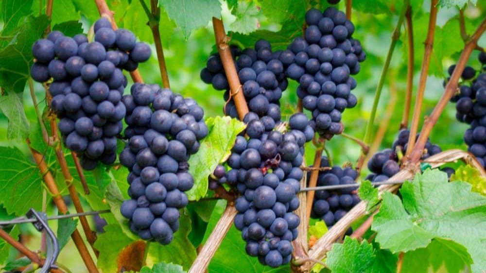 Black grape clusters in the Saar vineyards - Germany