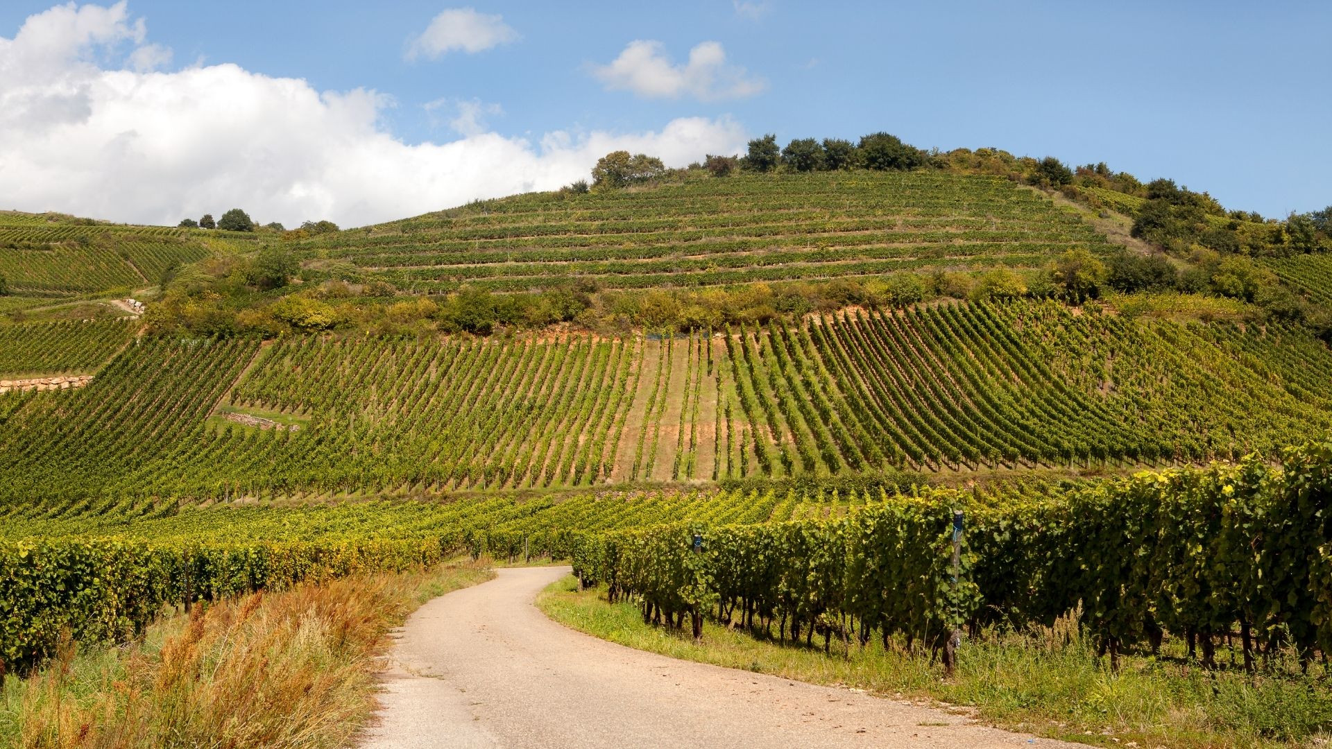 Alsace wine route through nature and heritage