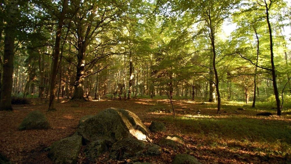 Sunlit beech forest on Rügen island - Baltic Sea - Germany