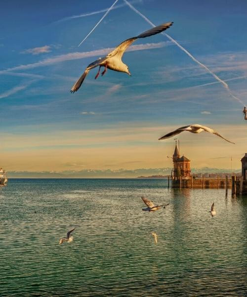 Seagulls over Konstanz harbour - Lake Constance - Germany