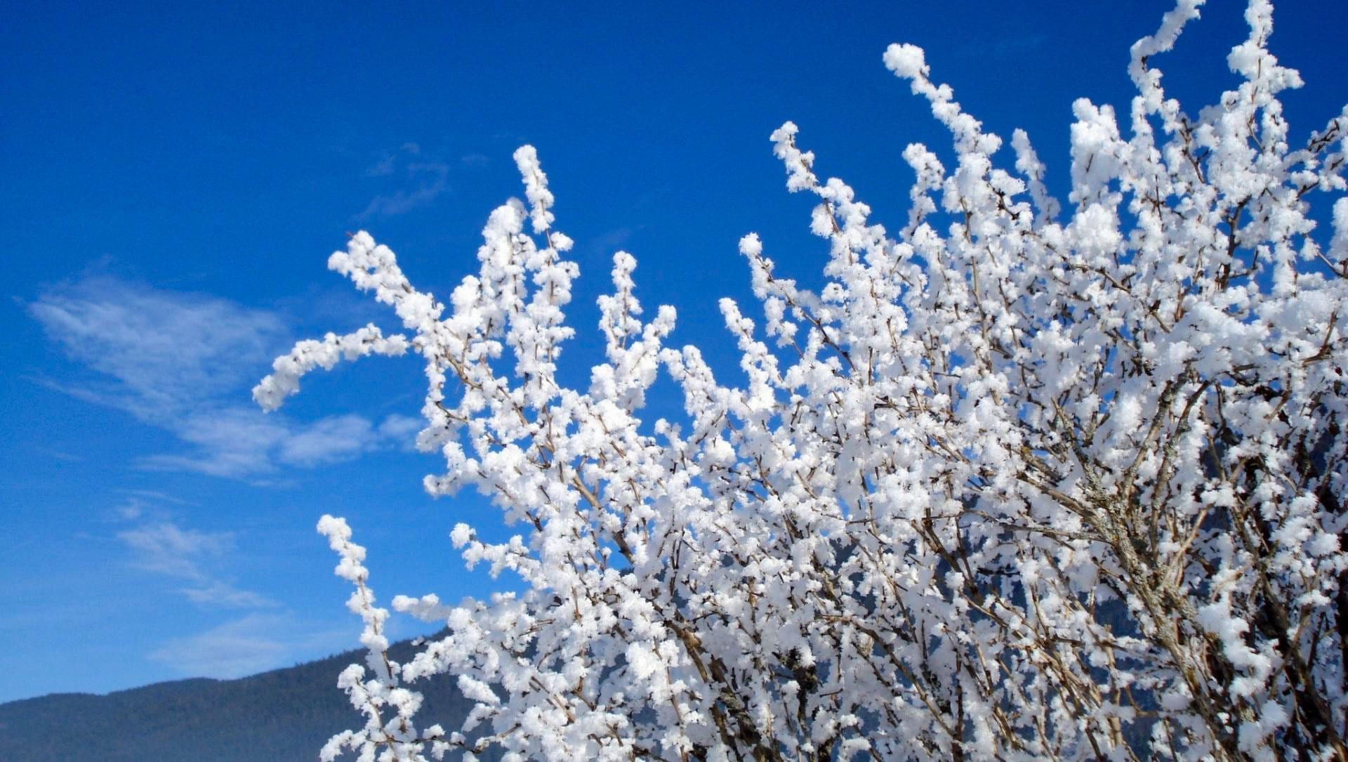 Végétation givrée de neige sous un ciel bleu - France